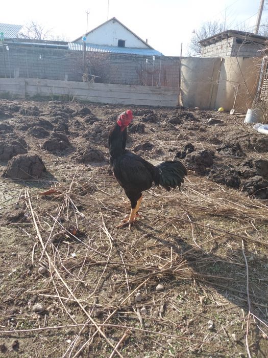 Дакан хуроз жужа