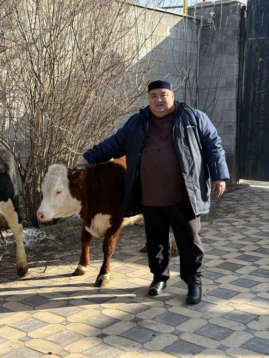 Сиыр еті говядина