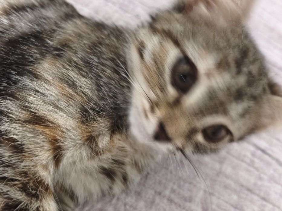 Отдаю котенка девочку 3,5 месяцаа