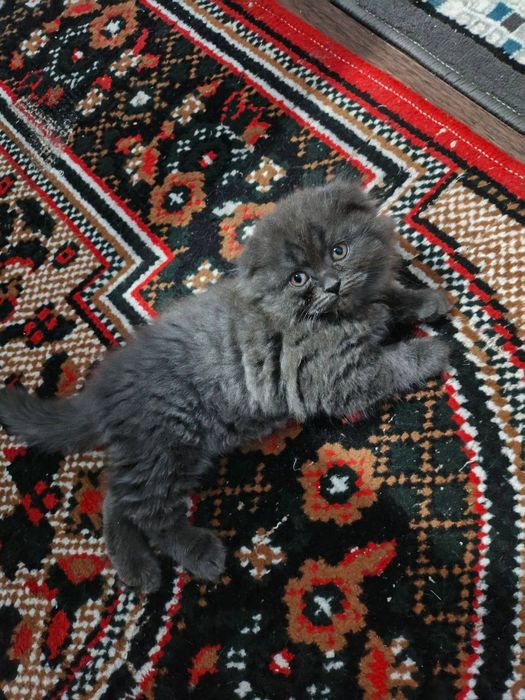 Британские скотш фолд