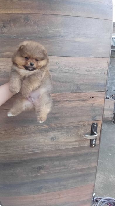 Померанский Шпиц