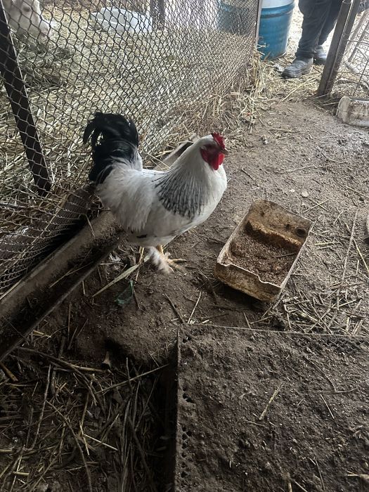 Қораз сатылады жас