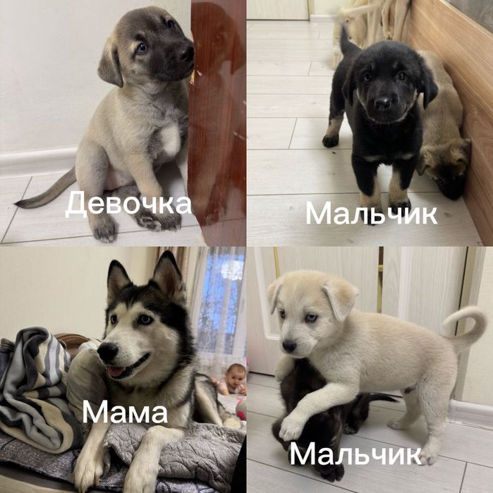 Щенки хаски с дворнягой