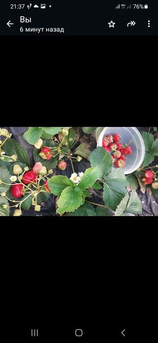 Продам рассаду клубники