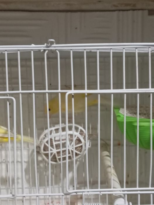 Продаю канарейку.