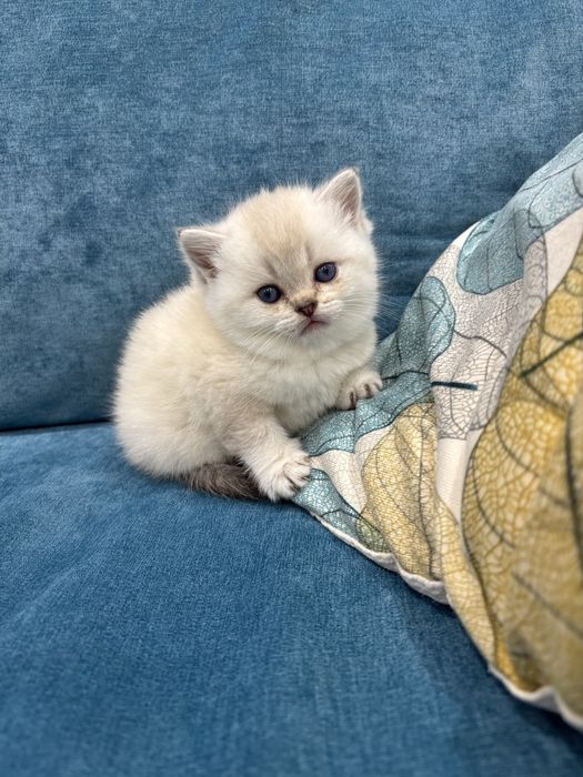 Продается котенок