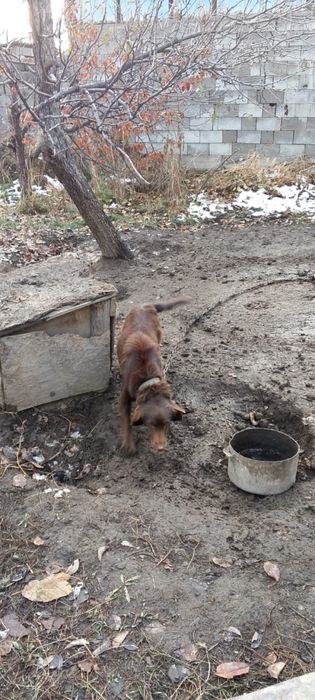 Отдам щенка бесплатно