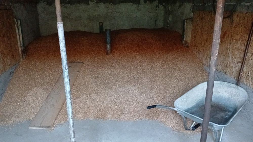 Triticale de vanzare