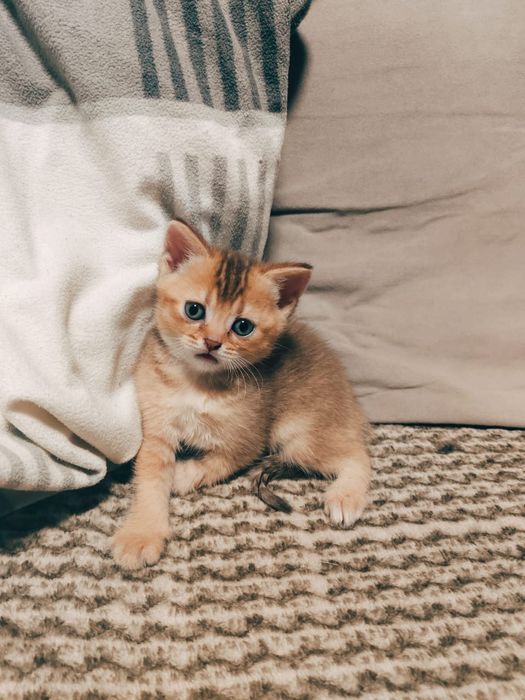 Котята Абиссинцы