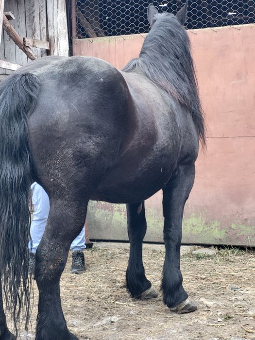 Iapa 5 ani gestanta in 8 luni