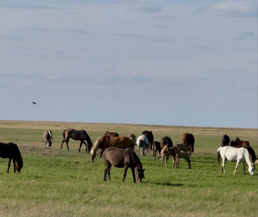 Продам животноводческое хозяйство