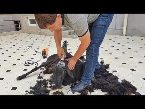 Quylar junini olamiz Samarqan shaxay buyicha.