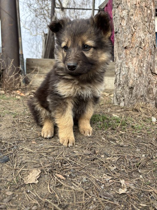 Щенки ( мальчики ) в добрые руки