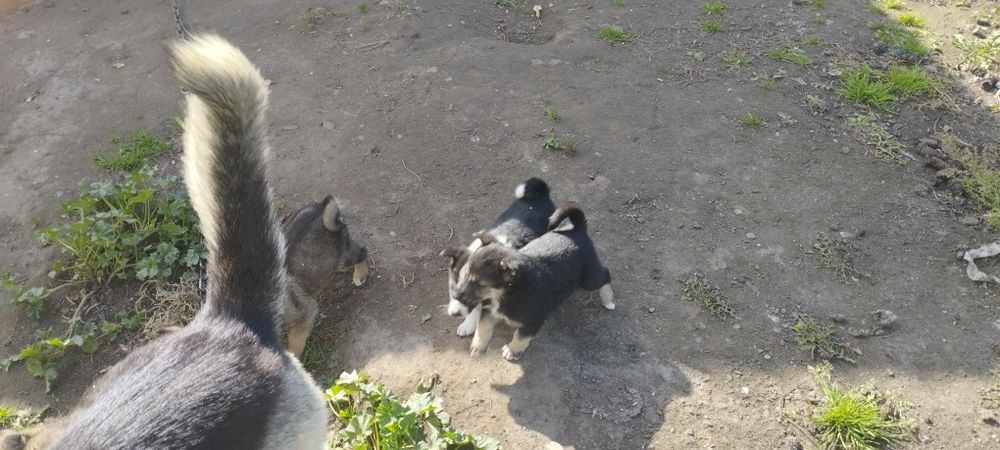 Отдам щенят в хорошие руки