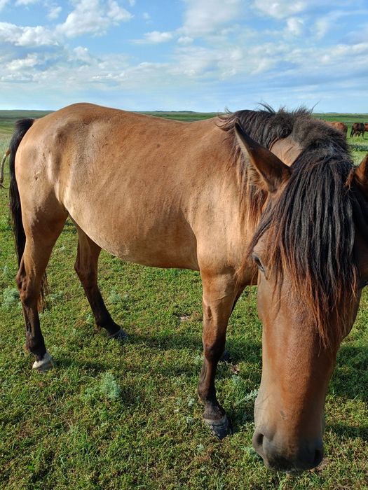 Продам  кобылу с жеребенком