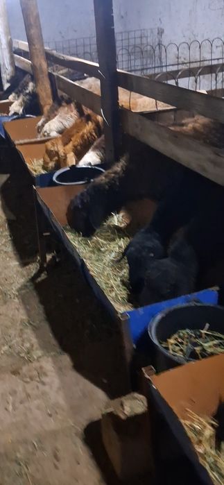 Boqilgan semiz qochqorlar bor