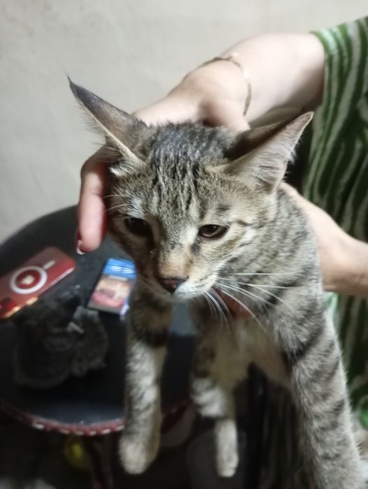 Отдадим в хорошие руки Котов  три месяца. Добрые, игривые, шустрые.