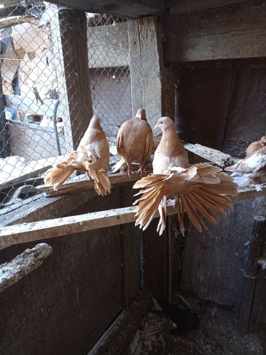 Голубь павлин молодой