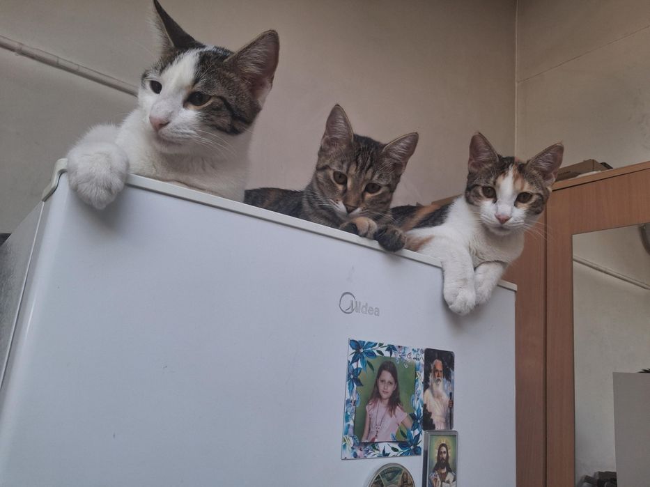Безплатни котенца