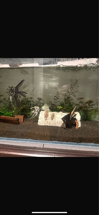 Scalari  /  pesti acvariu