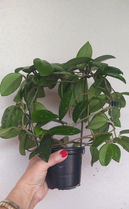 Ароматна ХОЯ - ВОСЪЧЕ