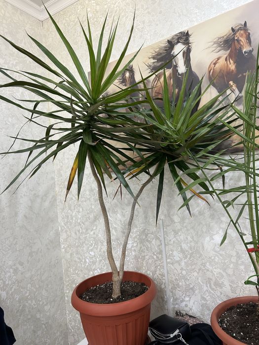 Цветы комнатные или в офис