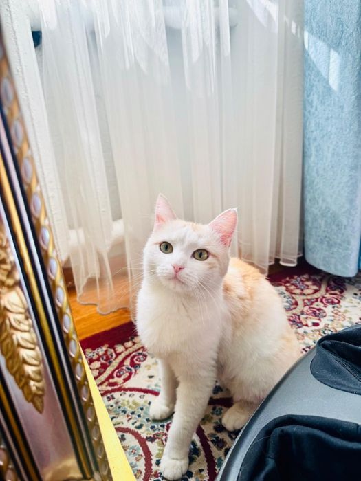 Умная кошка даром