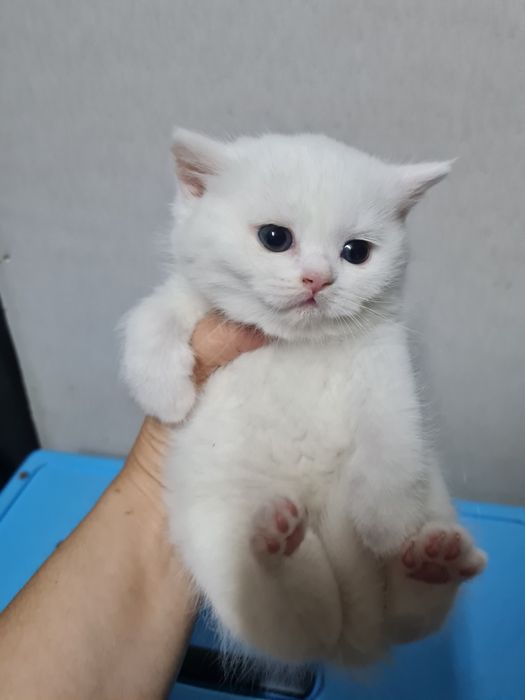 Pisica british shorthair alba cu pedigree
