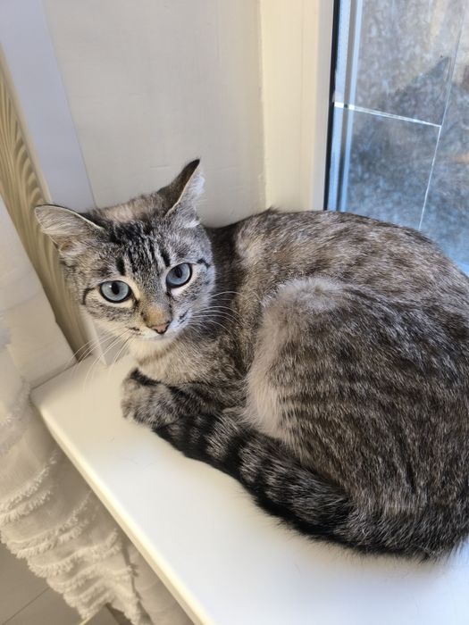 Кошка  тайская метиска