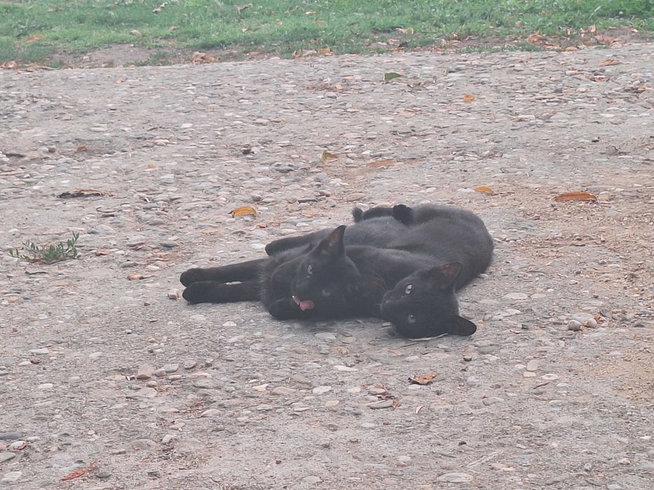 2 pisici negre pentru adopție