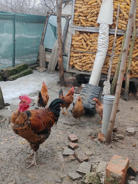 Vând 3 cocoși americani