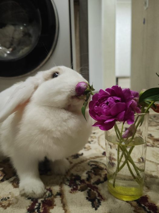 Отдам кролика девочка даром