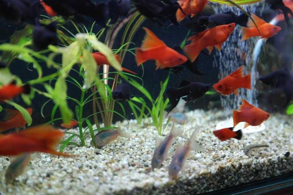 Аквариумни рибки хелер, хелер албино ред