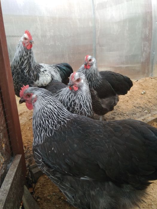 Germaniya Parodasi SUSEKS SILVER GREY Tuhum va Jo’jalari sotiladi