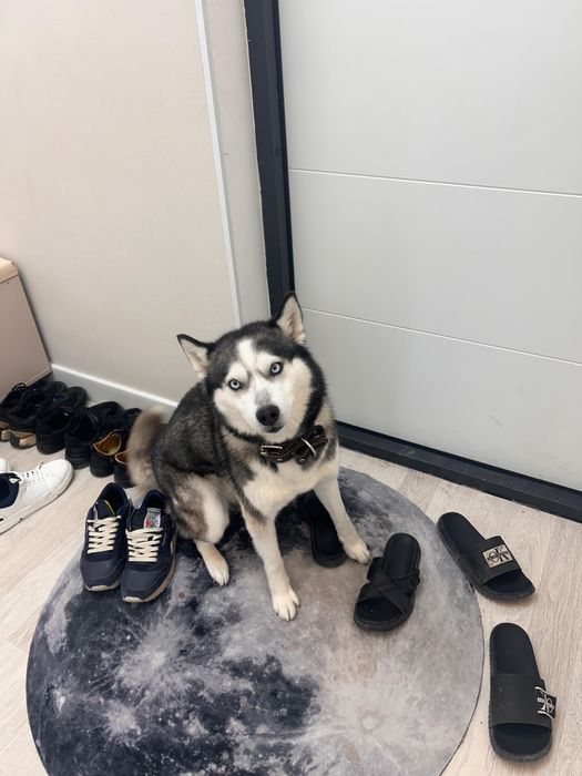 Продаётся сибирский хаски