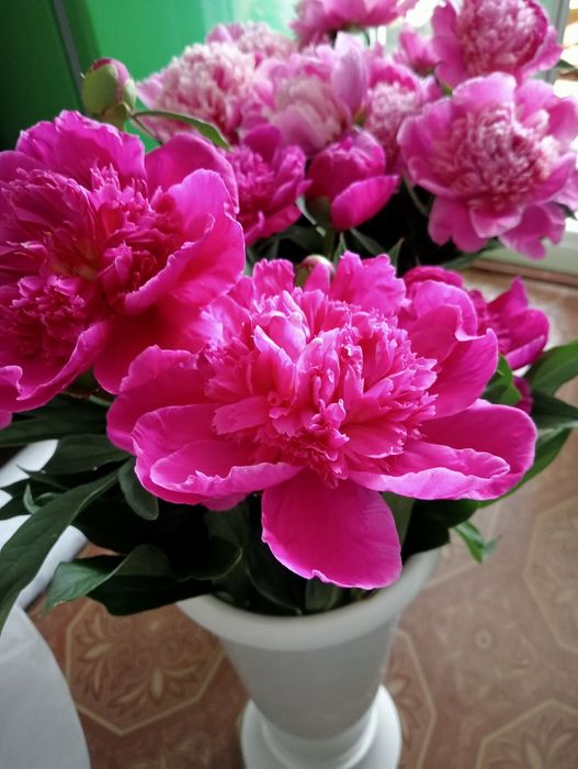 Пионы дачные букет