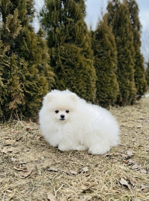 Pomeranian alb mini