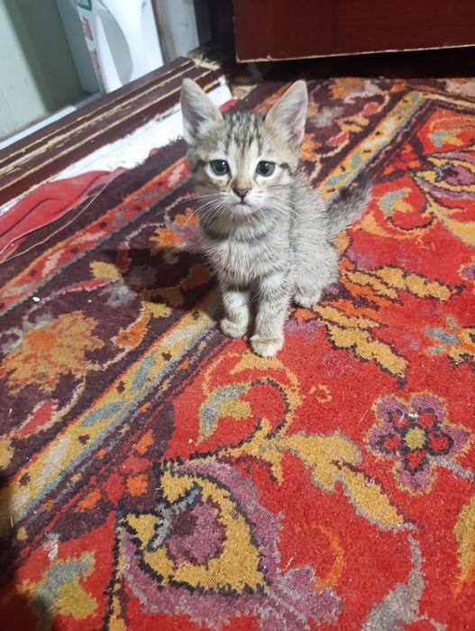 Отдам даром котят в любящие руки