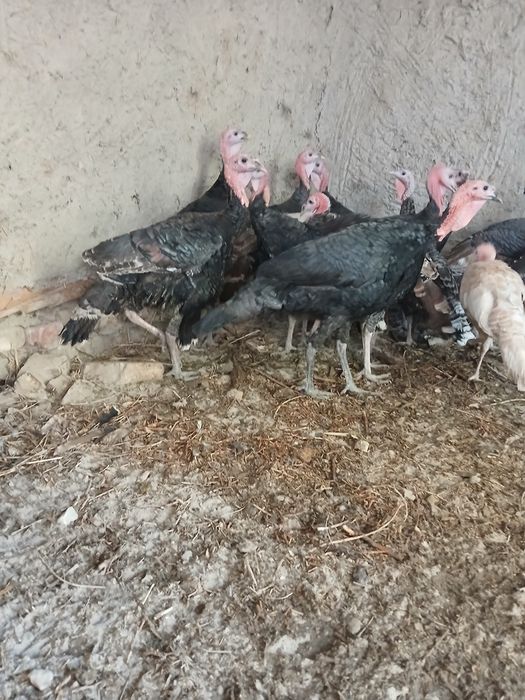 Soʻyishga tayyor boʻlgan