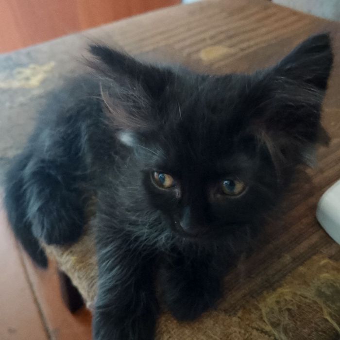 Котята мальчики .