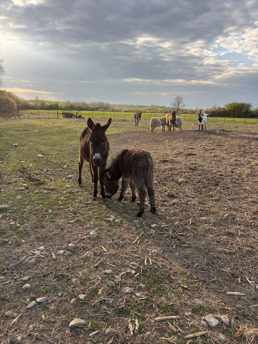 Vand famile de magari