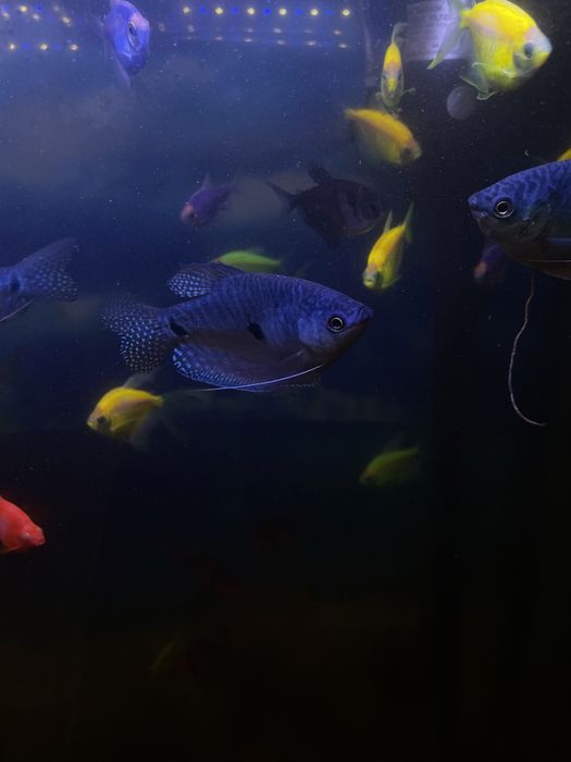 Аквариум вместе с рыбками и тумбочкой