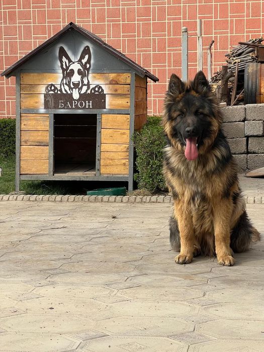 Овчарка, Восточноевропейская