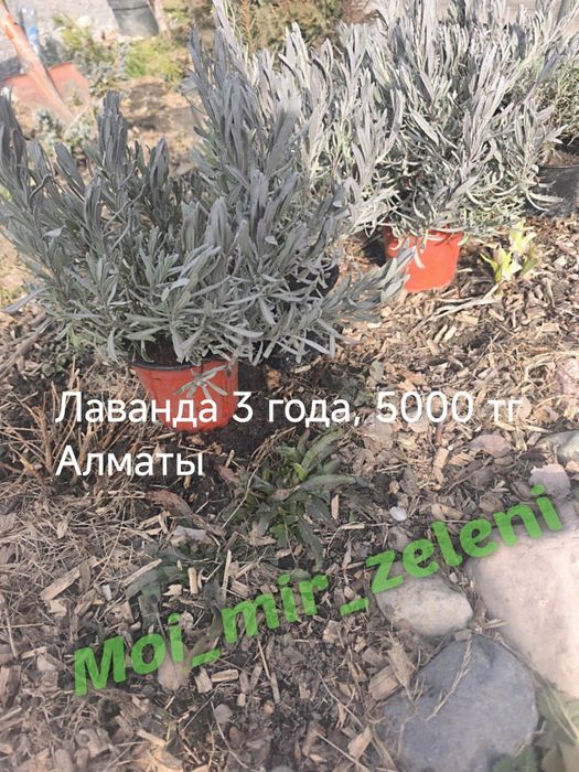 Цветы, кустарники и хвойные