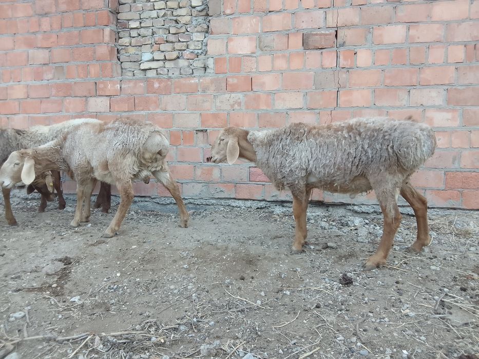 Мода арашан куйлари