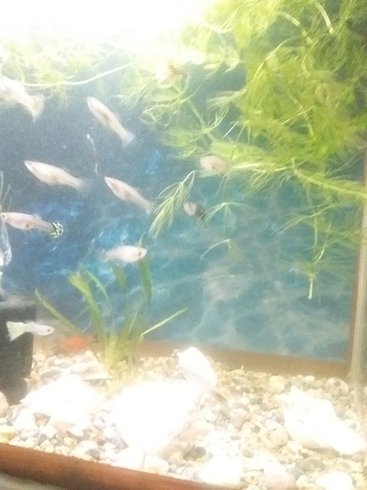 Аквариум с рыбками