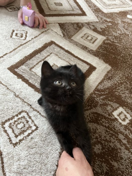 Котенок(девочка)