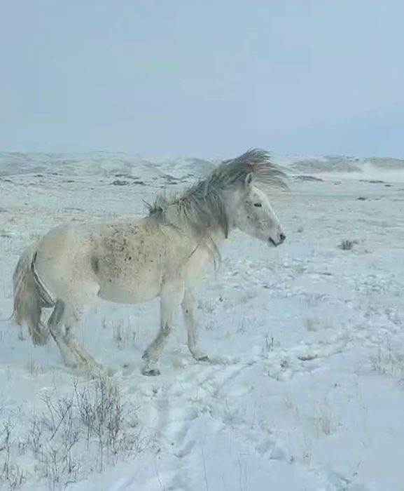 Семіз айғыр жеребец