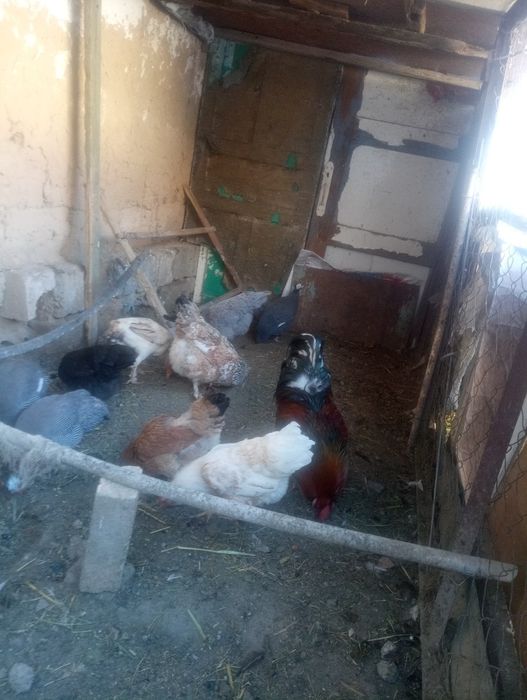 Тауық тауық тауық