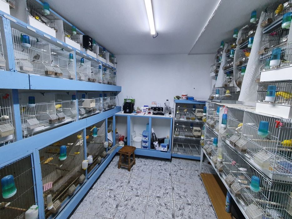 Vând canari Slavujari diferite culori din crescătorie proprie
